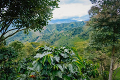 Wide Awake: Moon Safari Colombia (250g) – Omni Roast - JFF Coffee Co