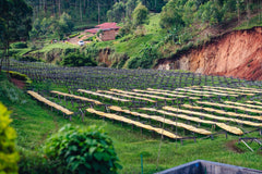 Wide Awake: Superfreak Burundi (250g) – Omni Roast - JFF Coffee Co