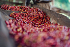 Wide Awake: Superfreak Burundi (250g) – Omni Roast - JFF Coffee Co